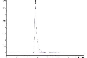 The purity of Human GARP(Y137H)&Latent TGF Beta Complex is greater than 95 % as determined by SEC-HPLC. (GARP & Latent TGF beta 1 Complex (Tyr137His-Mutant) protein (His-Avi Tag))