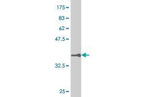 Western Blot detection against Immunogen (36. (RUNX1 antibody  (AA 210-310))