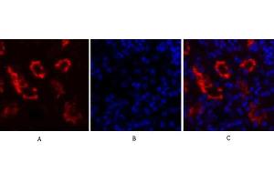 Immunofluorescence analysis of mouse kidney tissue. (NFKBIA antibody  (AA 10-90))