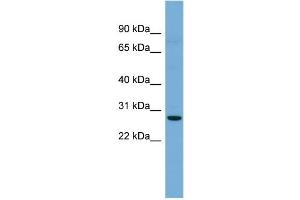 WB Suggested Anti-Cldn3 Antibody Titration: 0. (Claudin 3 antibody  (C-Term))