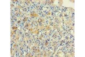 Immunohistochemistry of paraffin-embedded human adrenal gland tissue using ABIN7161819 at dilution of 1:100 (NUP153 antibody  (AA 657-880))