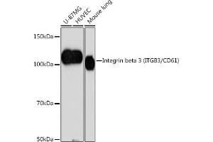 Western blot analysis of extracts of various cell lines, using Integrin beta 3 (ITGB3/CD61) (ITGB3/CD61) antibody (ABIN7267928) at 1:1000 dilution. (Integrin beta 3 antibody)