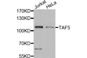 Western blot analysis of extracts of various cell lines, using TAF5 antibody (ABIN5974349) at 1/1000 dilution. (TAF5 antibody)