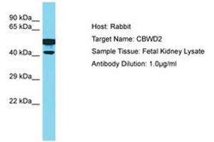 Image no. 1 for anti-COBW Domain Containing 2 (CBWD2) (AA 278-327) antibody (ABIN6750552) (CBWD2 antibody  (AA 278-327))