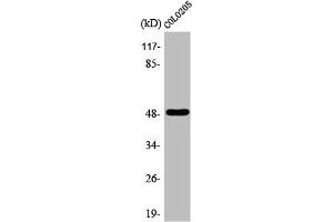 Western Blot analysis of COLO205 cells using AP-2α/β Polyclonal Antibody (TFAP2A/TFAP2B antibody  (C-Term))