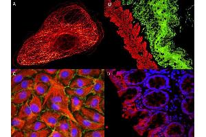 Immunofluorescence (IF) image for Rabbit anti-Mouse IgG antibody (Atto 425) - Preadsorbed (ABIN964971) (Rabbit anti-Mouse IgG Antibody (Atto 425) - Preadsorbed)