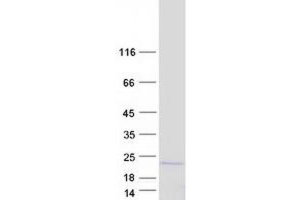 PPIL3 Protein (Myc-DYKDDDDK Tag)