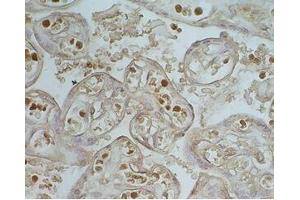 Human placenta tissue was stained by Rabbit Anti-Apelin-36 (Human) Serum (AP36 antibody)