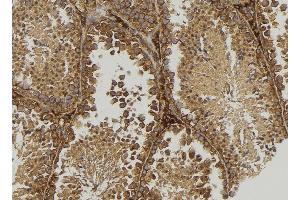 ABIN6277538 at 1/100 staining Mouse testis tissue by IHC-P. (MOG antibody  (C-Term))