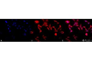 Immunocytochemistry/Immunofluorescence analysis using Rat Anti-TCP1-alpha Monoclonal Antibody, Clone 91a . (TCP1 alpha/CCTA antibody  (C-Term) (Atto 390))