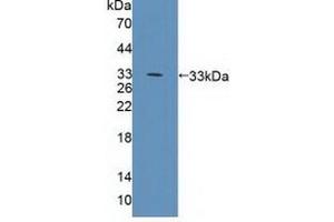 Figure. (CD19 antibody  (AA 19-287))