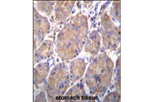 HSP90B1 Antibody immunohistochemistry analysis in formalin fixed and paraffin embedded human stomach tissue followed by peroxidase conjugation of the secondary antibody and DAB staining. (GRP94 antibody  (AA 460-487))