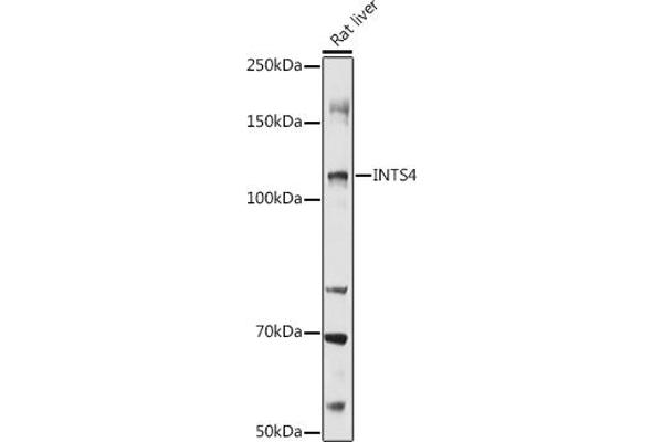 INTS4 antibody  (AA 1-270)