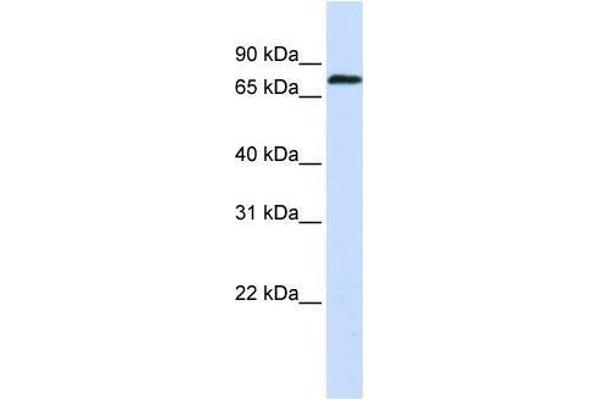 ZNF714 antibody  (N-Term)