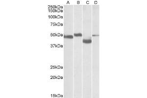 ABIN571167 (0. (MEIS2 antibody  (Internal Region))