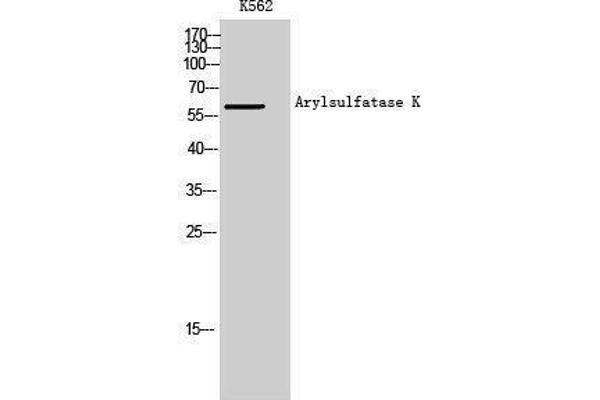 Arylsulfatase K antibody