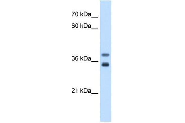 GDE1 antibody  (N-Term)