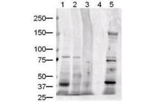 Western Blotting (WB) image for anti-Jagged 1 (JAG1) (Internal Region) antibody (ABIN129524)
