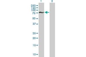 Western Blot analysis of FOXJ2 expression in transfected 293T cell line by FOXJ2 MaxPab polyclonal antibody. (Forkhead Box J2 antibody  (AA 1-574))