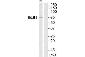 Western Blotting (WB) image for anti-Galactosidase, beta 1 (GLB1) (Internal Region) antibody (ABIN1850914) (GLB1 antibody  (Internal Region))