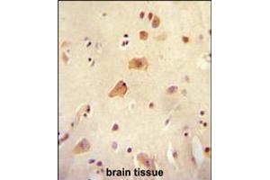 RICH2 antibody immunohistochemistry analysis in formalin fixed and paraffin embedded human brain tissue followed by peroxidase conjugation of the secondary antibody and DAB staining. (ARHGAP44 antibody  (C-Term))