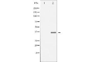 Western blot analysis of EFNB1/2 phosphorylation expression in TNF-a treated 293 whole cell lysates,The lane on the left is treated with the antigen-specific peptide. (Ephrin B2 antibody  (pTyr330))