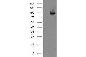 Western Blotting (WB) image for anti-Platelet/endothelial Cell Adhesion Molecule (PECAM1) antibody (ABIN1497250) (CD31 antibody)