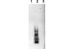 Western Blotting (WB) image for anti-Amyloid beta (Abeta) (AA 1-42), (C-Term), (N-Term) antibody (ABIN126725) (beta Amyloid antibody  (C-Term, N-Term))