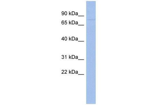 ZNF233 antibody  (Middle Region)