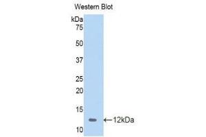 Western Blotting (WB) image for anti-Chemokine (C-C Motif) Ligand 4 (CCL4) (AA 24-92) antibody (ABIN1859832) (CCL4 antibody  (AA 24-92))