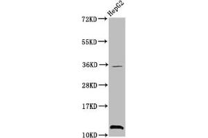 Western Blot Positive WB detected in: HepG2 whole cell lysate All lanes: HIST1H4A antibody at 0. (HIST1H4A antibody  (3meLys20))