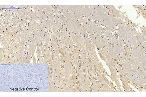 Immunohistochemical analysis of paraffin-embedded mouse brain tissue. (Lamin B1 antibody  (N-Term))