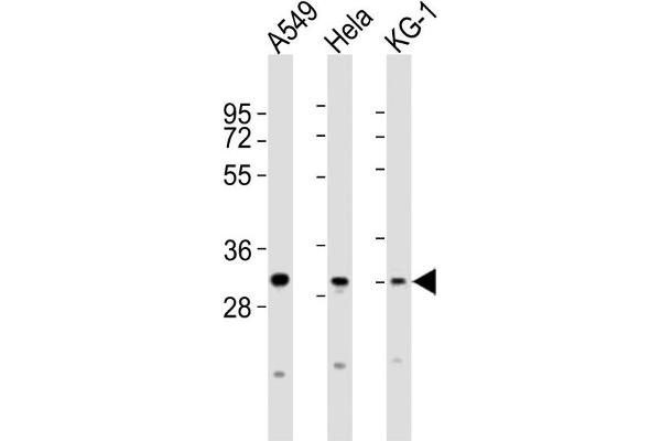 PYCRL antibody  (C-Term)