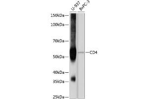 Western blot analysis of extracts of various cell lines, using CD4 antibody (ABIN7266195) at 1:1000 dilution. (CD4 antibody)