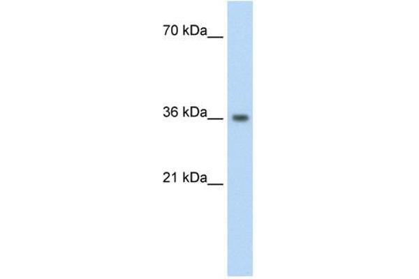 PHYHIP anticorps  (N-Term)