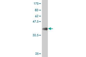 SOX9 antibody (AA 400-509)