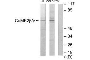 Western blot analysis of extracts from Jurkat cells and COLO205 cells, using CaMK2β/γ antibody. (CAMK2B antibody  (C-Term))