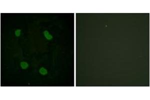 Immunofluorescence (IF) image for anti-Histone 3 (H3) (H3K14ac) antibody (ABIN2890730) (Histone 3 antibody  (H3K14ac))