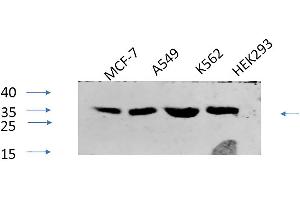 Western Blot analysis of MCF-7 (1), A549 (2), K562 (3), HEK293 (4), diluted at 1:1000. (CREB1 antibody  (pSer133))