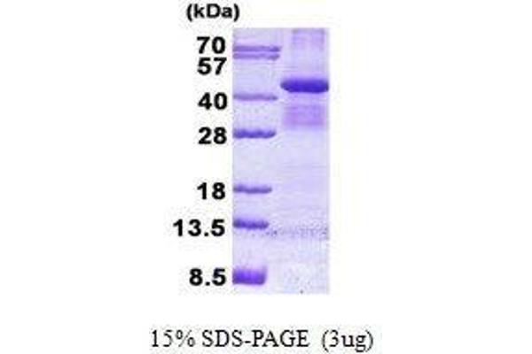 BUB3 Protein