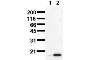 Western Blotting (WB) image for anti-Tumor Protein P53 (TP53) (phosphorylated) antibody (ABIN126847) (p53 antibody  (phosphorylated))