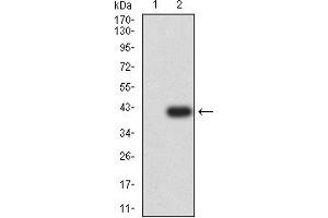 Western blot analysis using CD3G mAb against HEK293 (1) and CD3G (AA: extra 23-116)-hIgGFc transfected HEK293 (2) cell lysate. (CD3G antibody  (AA 23-116))