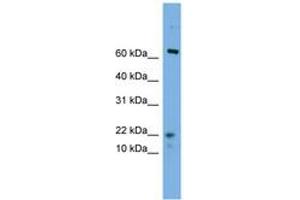 Image no. 1 for anti-Yippee-Like 5 (YPEL5) (N-Term) antibody (ABIN6745622) (YPEL5 antibody  (N-Term))