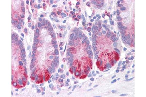 LRRC59 antibody  (Middle Region)