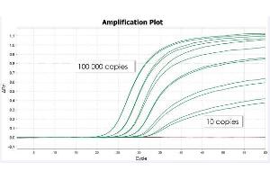 Quantitative real-time PCR (qPCR) image for PhoenixDx® Mycoplasma Mix (ABIN6720774)