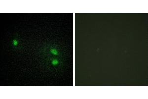 Peptide - +Immunofluorescence analysis of HeLa cells, using Histone H2B antibody. (Histone H2B antibody)