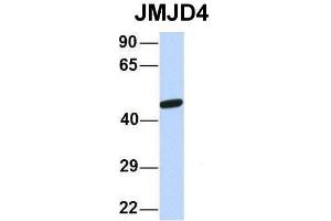 Host:  Rabbit  Target Name:  JMJD4  Sample Type:  Human 721_B  Antibody Dilution:  1. (JMJD4 antibody  (N-Term))