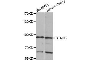 Western blot analysis of extracts of various cell lines, using STRN3 Antibody (ABIN5974086) at 1/1000 dilution. (STRN3 antibody)