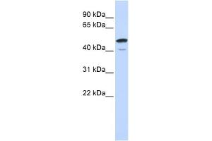 WB Suggested Anti-SPATA2L Antibody Titration: 0. (SPATA2L antibody  (Middle Region))