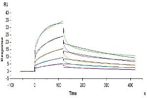 Human NKG2A&CD94, mFc Tag captured on CM5 Chip via Anti-mouse Antibody can bind Human HLA-E Complex Tetramer, His Tag with an affinity constant of 7. (NKG2A & CD94 protein (mFc Tag))